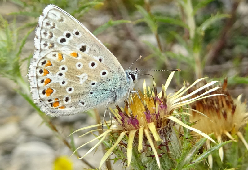 Lysandra bellargus - Lycaenidae